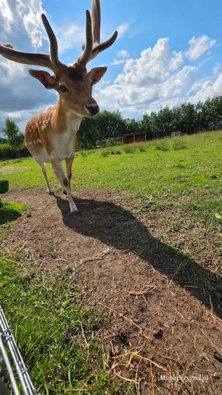 Podlaska Toskania – park zwierząt i rozrywki | Mini Zoo